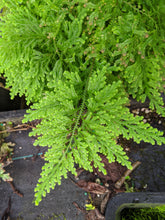 Load image into Gallery viewer, Selaginella Species
