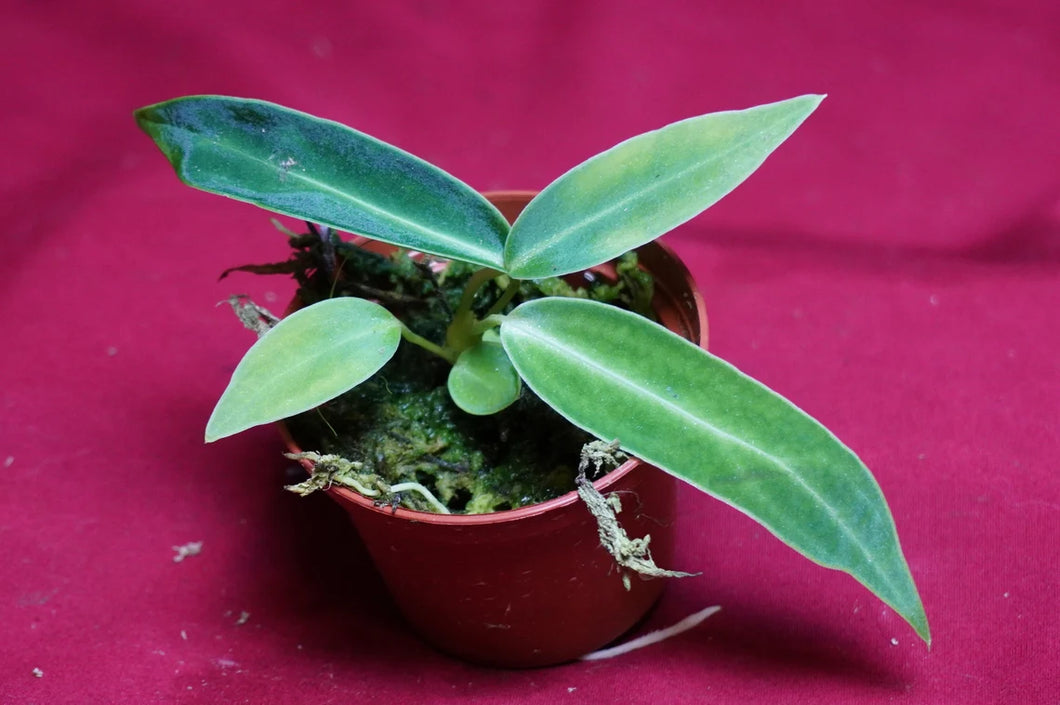 Anthurium Warocqueanum Seedling