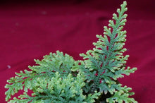 Load image into Gallery viewer, Selaginella Species
